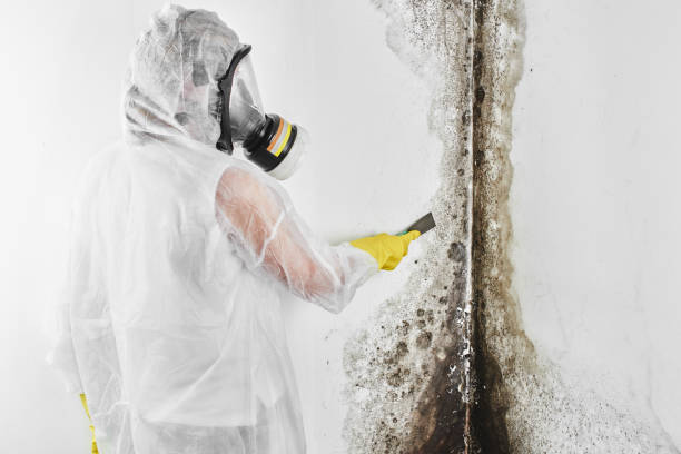 Best Basement Mold Remediation in Mayflower, AR