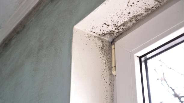 Best Commercial Mold Remediation in Mayflower, AR