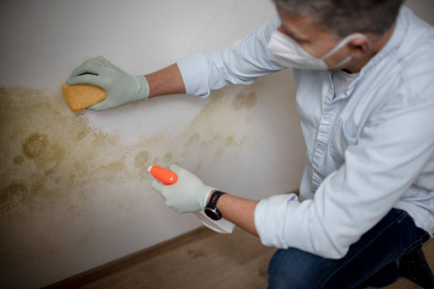 Best Insurance-Related Mold Remediation in Mayflower, AR
