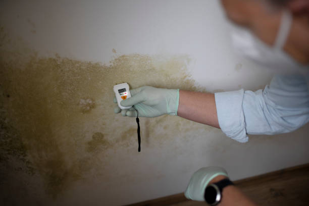 Best Mold Testing and Inspection Services in Mayflower, AR
