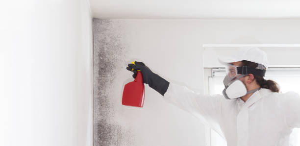 Best Residential Mold Remediation in Mayflower, AR