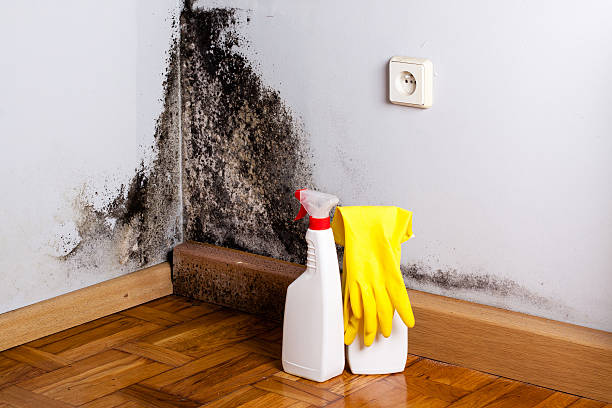 Best White Mold Remediation in Mayflower, AR